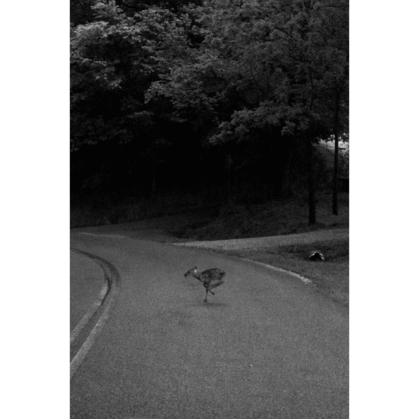 Fawn