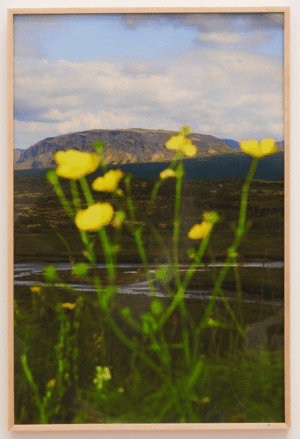 Meadow Buttercup With A View