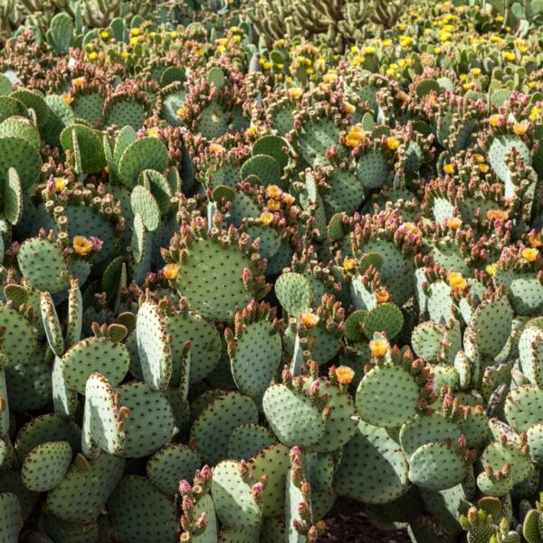 Beauty in Thorns