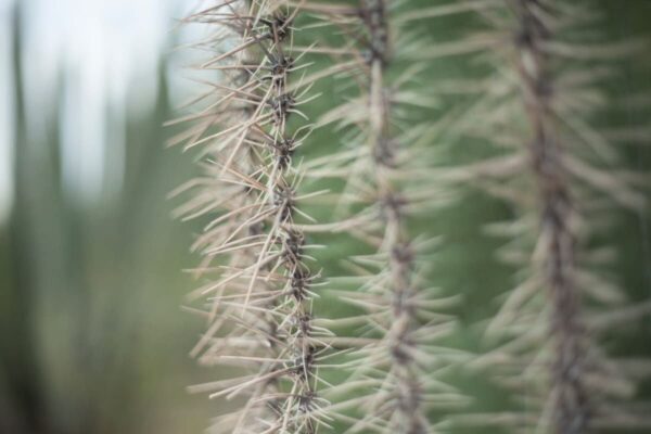 Cactus Pricks 2