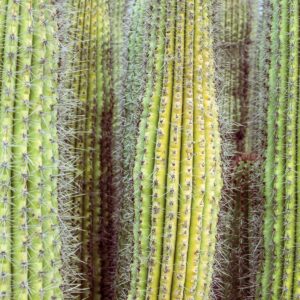 Cactus Pricks