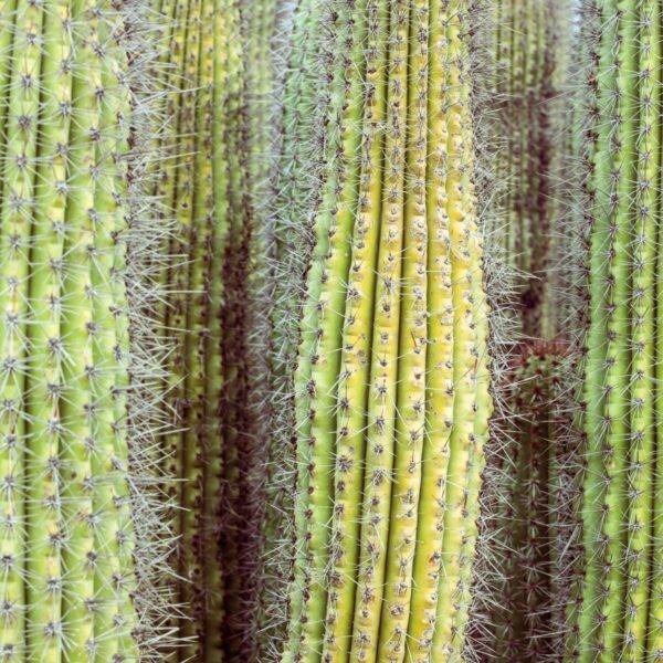 Cactus Pricks