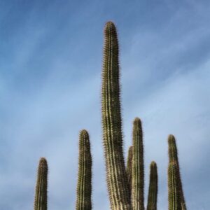 Rising Cacti
