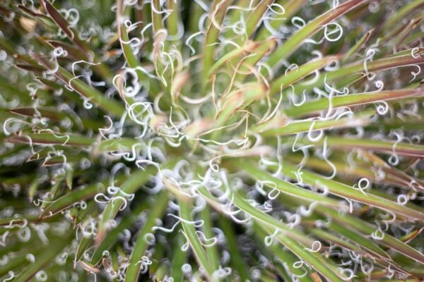 Desert Abstract 1