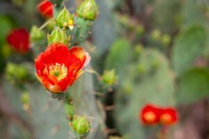 Desert Blossom 2