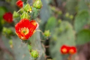 Desert Blossom 2