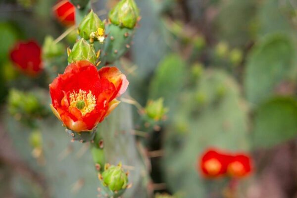 Desert Blossom 2