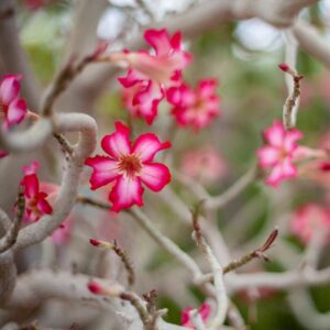 Desert Blossom