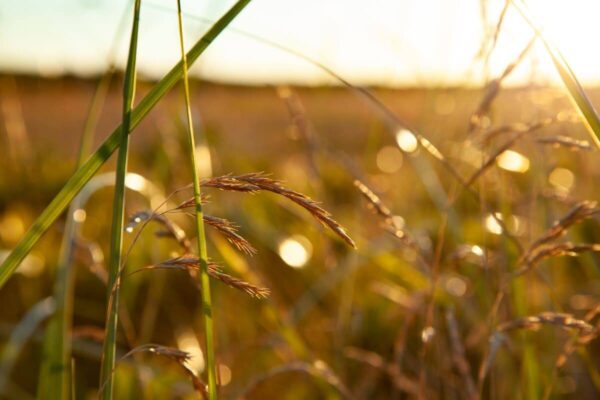 Golden Hour