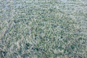 Seagrass