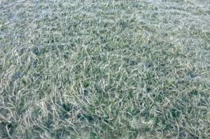 Seagrass