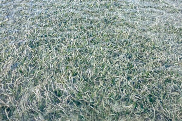 Seagrass