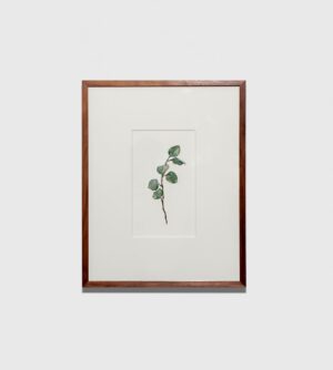 Silver Dollar Eucalyptus