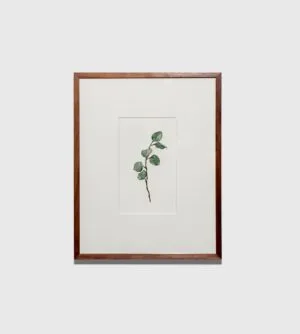 Silver Dollar Eucalyptus